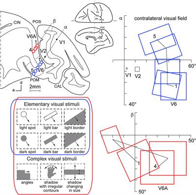 Visual sensitivity at the service of action control in posterior parietal cortex